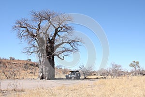 Baobabtree