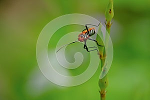 Bapak Pucung or bok bok cong is a species of true ladybugs