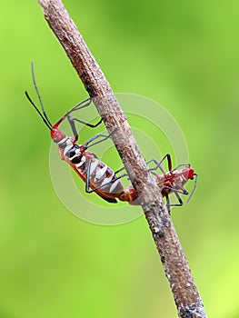 Bapak Pucung , Dysdercus cingulatus, mating on branch with background nature