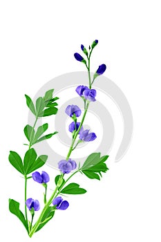 Baptisia