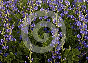 Beautiful Baptisia False Indigo Flowers