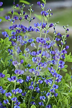 Baptisia australis, commonly known as blue wild indigo or blue false indigo growing in the garden.