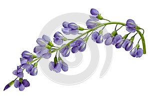 Baptisia australis Flower