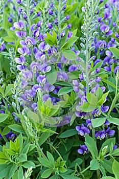 Baptisia blueberry sunday false indigo