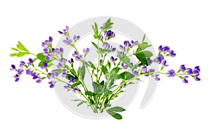 Baptisia bundle