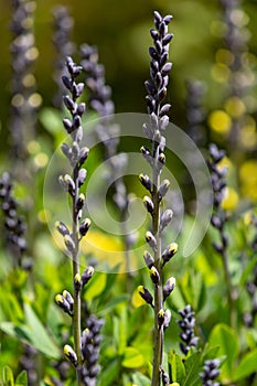 Baptisia growing in a Sussex garden, just prior to flowering