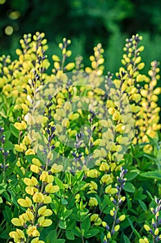 Baptisia lemon meringue