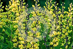 Baptisia lemon meringue