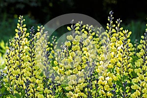 Baptisia lemon meringue