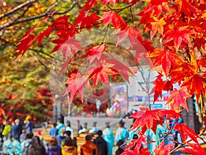 Baptism at Maple Festival in Piagol, Jirisan Mountain, Guerye, Jeonnam, South Korea photo