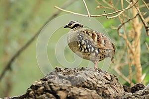 Bar-backed partridge