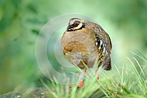 Bar-backed partridge, Arborophila brunneopectus, bird in the nature habitat. Quail sitting in the grass. Quail in the forest. Part