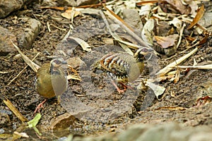 Bar-backed Partridge