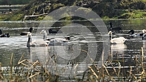 Bar-headed or bar headed goose family or flock floating or swimming in shallow water or wetland during winter migration at