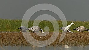 Bar-headed geese grazing in the short grass near waterbody in Thol, Ahmedabad