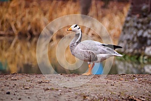 Bar headed goose