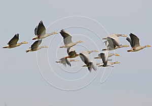 Bar headed goose