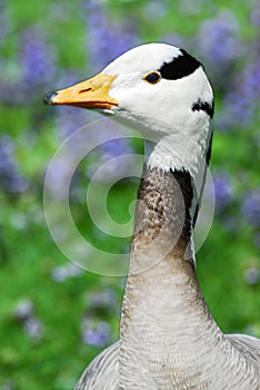 Bar-headed Goose