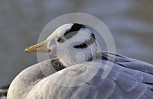 Bar-headed Goose