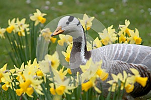 The Bar-headed Goose