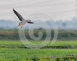 Bar Headed Goose