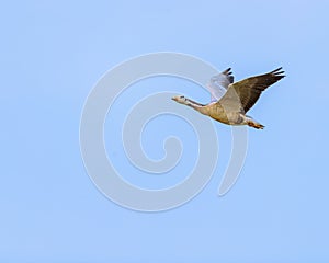 Bar Headed Goose