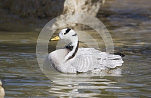 Bar-headed Goose