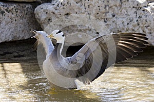 Bar-headed Goose