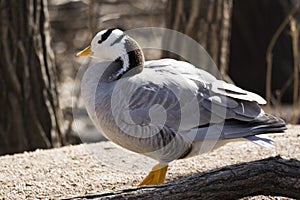 Bar-headed Goose