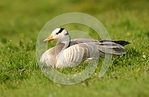 Bar Headed Goose