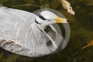 Bar-headed goose (Anser Indicus)