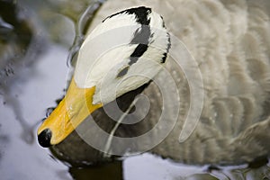Bar-headed goose (Anser Indicus)