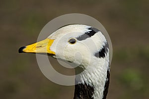 Bar-headed goose / Anser indicus