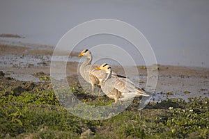 Bar Headed Goose, Anser indicus, Kaziranga Tiger Reserve