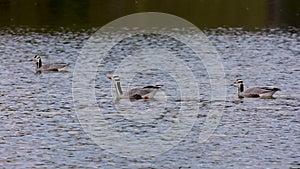 Bar-headed goose, Anser indicus is one of the world`s highest flying birds, Seen in the English Garden, Munich, Germany