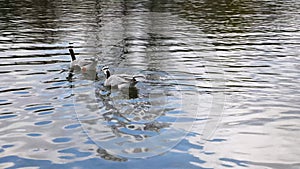 Bar-headed goose, Anser indicus is one of the world`s highest flying birds, Seen in the English Garden, Munich, Germany