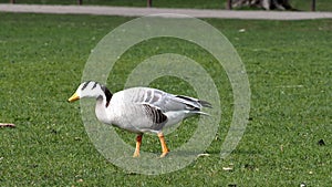 Bar-headed goose, Anser indicus is one of the world`s highest flying birds, Seen in the English Garden, Munich, Germany