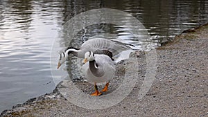 Bar-headed goose, Anser indicus is one of the world`s highest flying birds, Seen in the English Garden, Munich, Germany