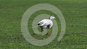 Bar-headed goose, Anser indicus is one of the world`s highest flying birds, Seen in the English Garden, Munich, Germany