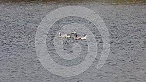 Bar-headed goose, Anser indicus is one of the world`s highest flying birds, Seen in the English Garden, Munich, Germany