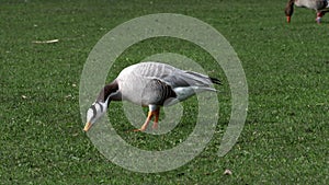 Bar-headed goose, Anser indicus is one of the world`s highest flying birds, Seen in the English Garden, Munich, Germany