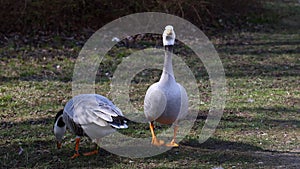 Bar-headed goose, Anser indicus is one of the world`s highest flying birds, Seen in the English Garden, Munich, Germany