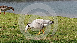 Bar-headed goose, Anser indicus is one of the world`s highest flying birds, Seen in the English Garden, Munich, Germany