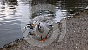 Bar-headed goose, Anser indicus is one of the world`s highest flying birds, Seen in the English Garden, Munich, Germany