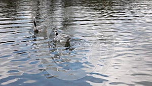 Bar-headed goose, Anser indicus is one of the world`s highest flying birds, Seen in the English Garden, Munich, Germany