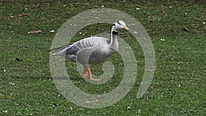 Bar-headed goose, Anser indicus is one of the world`s highest flying birds, Seen in the English Garden, Munich, Germany