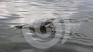 Bar-headed goose, Anser indicus is one of the world`s highest flying birds, Seen in the English Garden, Munich, Germany