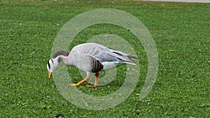 Bar-headed goose, Anser indicus is one of the world`s highest flying birds, Seen in the English Garden, Munich, Germany