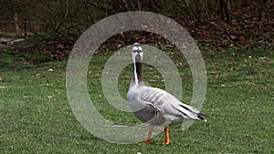 Bar-headed goose, Anser indicus is one of the world\'s highest flying birds, Seen in the English Garden, Munich, Germany