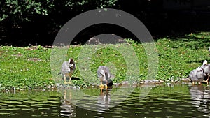 Bar-headed goose, Anser indicus is one of the world\'s highest flying birds, Seen in the English Garden, Munich, Germany